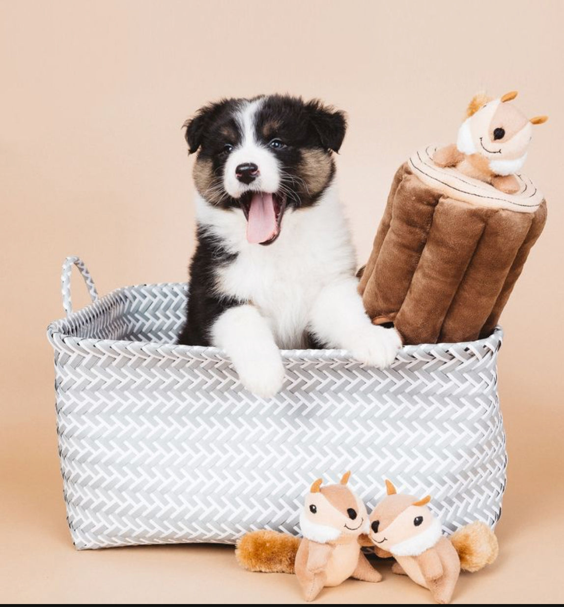 A black, white, and tan puppy sits in a gray and white chevron-patterned storage basket, with a brown plush blanket shaped like a log and two small plush squirrel toys beside it on a warm beige background.