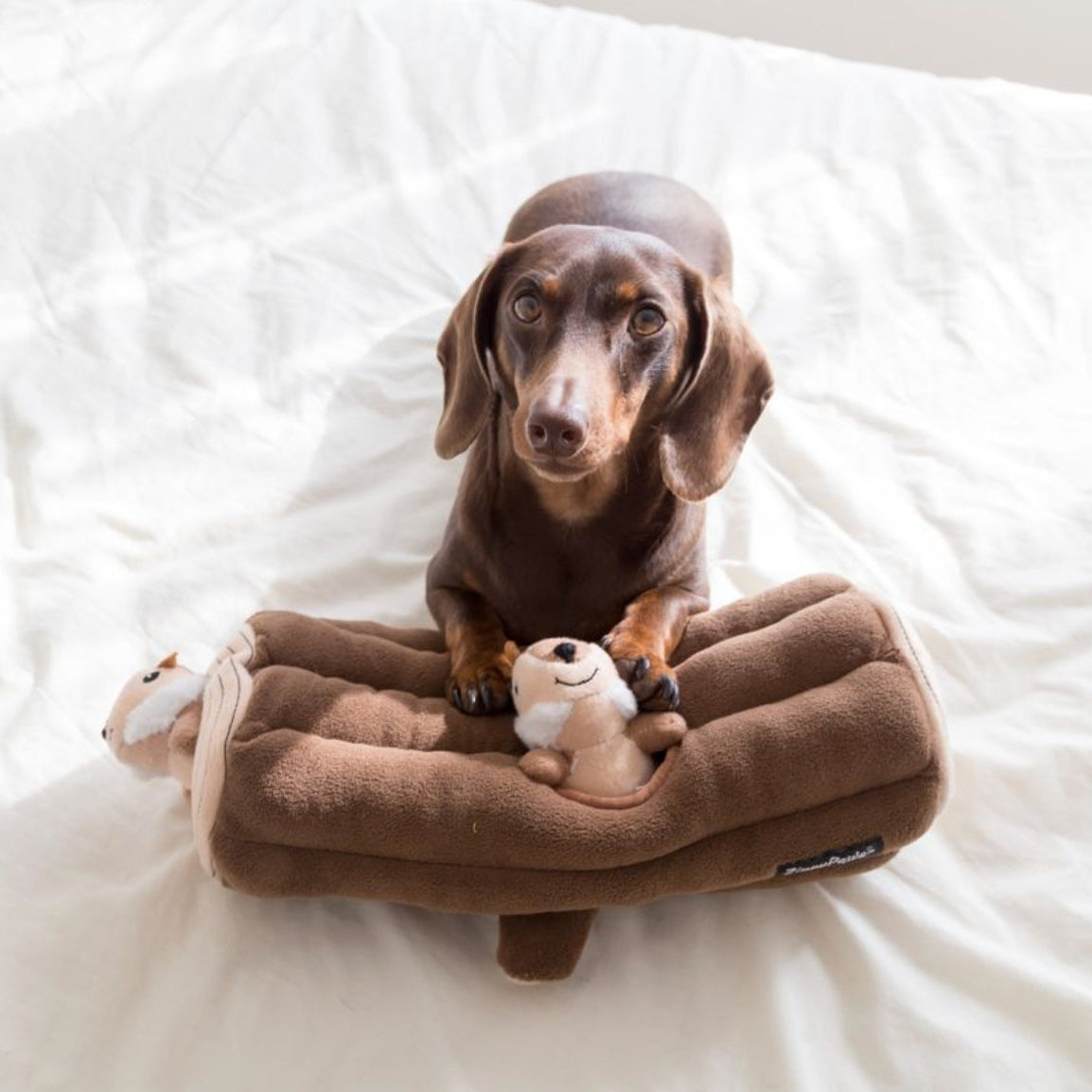 A brown dachshund sits on a plush brown dog bed with a small stuffed toy, placed on white bedding.