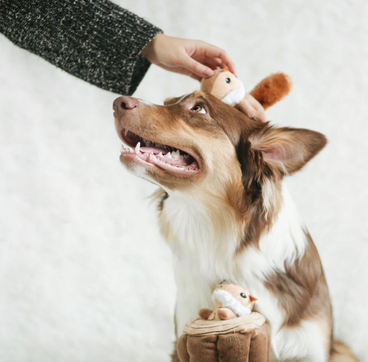A brown and white dog looks up as a person's hand places a small plush toy on its head, with the dog holding a matching plush toy in its mouth. The background is a soft, textured off-white studio backdrop.