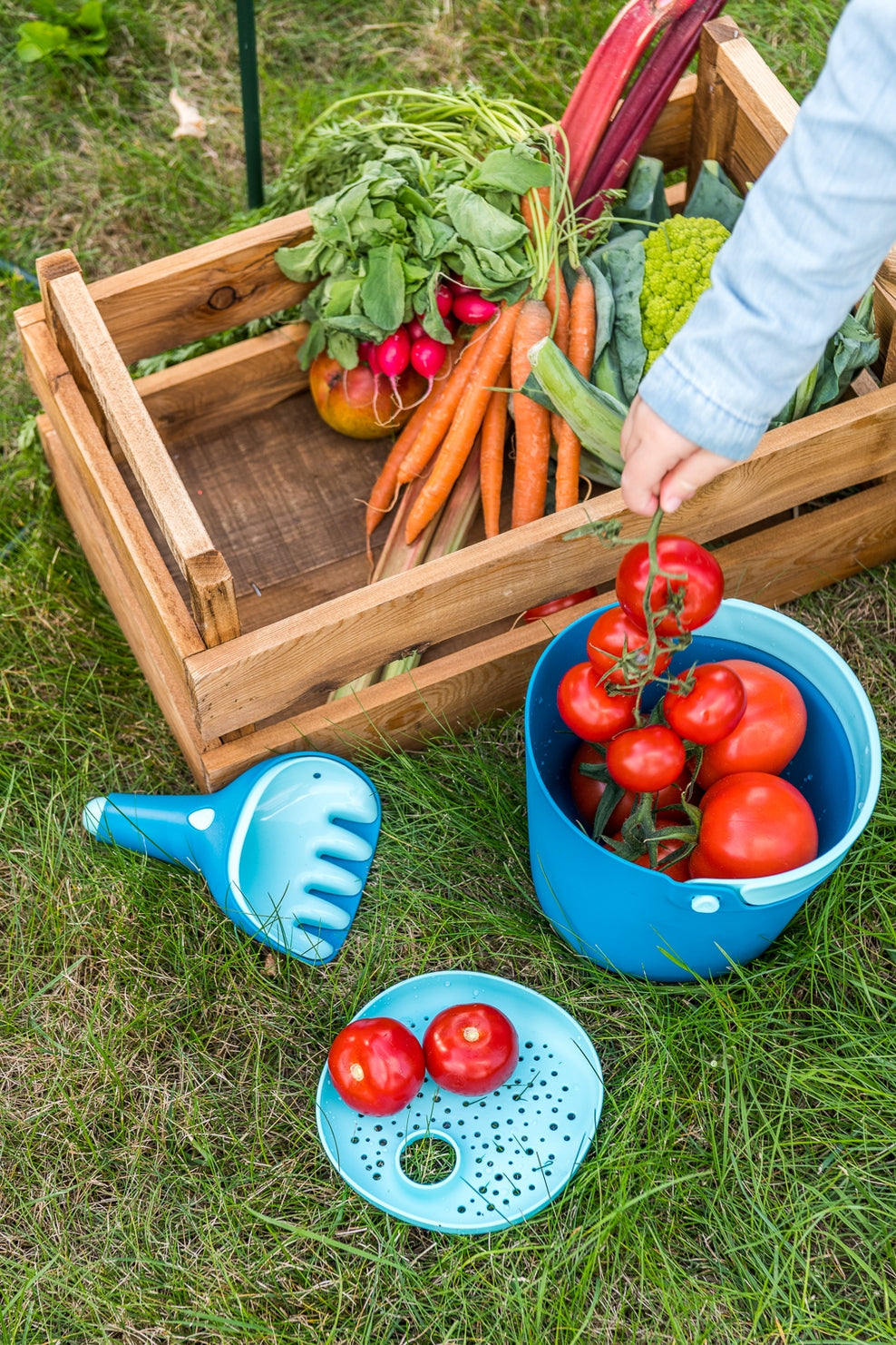 Person sorting tomatoes into a blue bucket with a wooden crate of vegetables on grass.