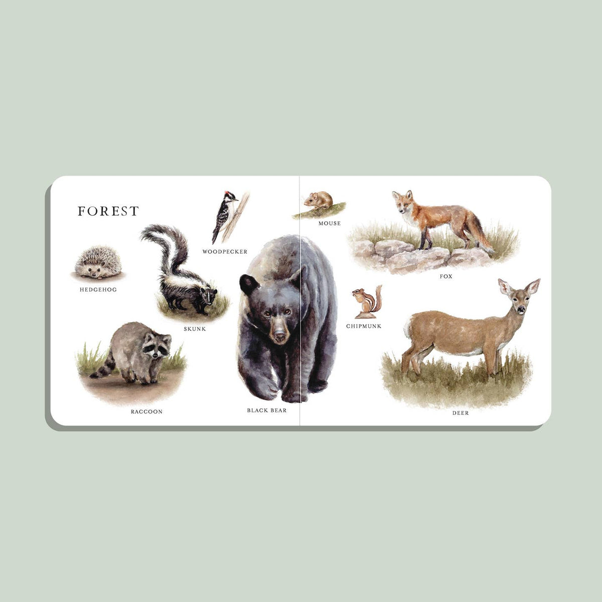 Educational card with illustrations of forest animals on a light green background