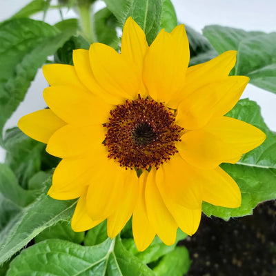 Kids' Garden in a Bag - Sunflower by Potting Shed Creations
