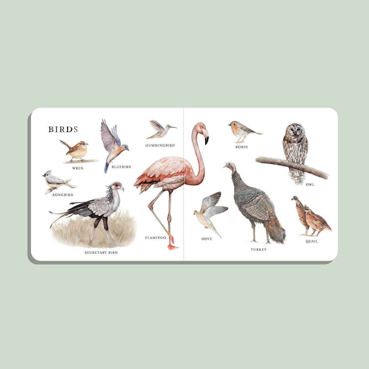 Book with illustrations of various birds on a light green background