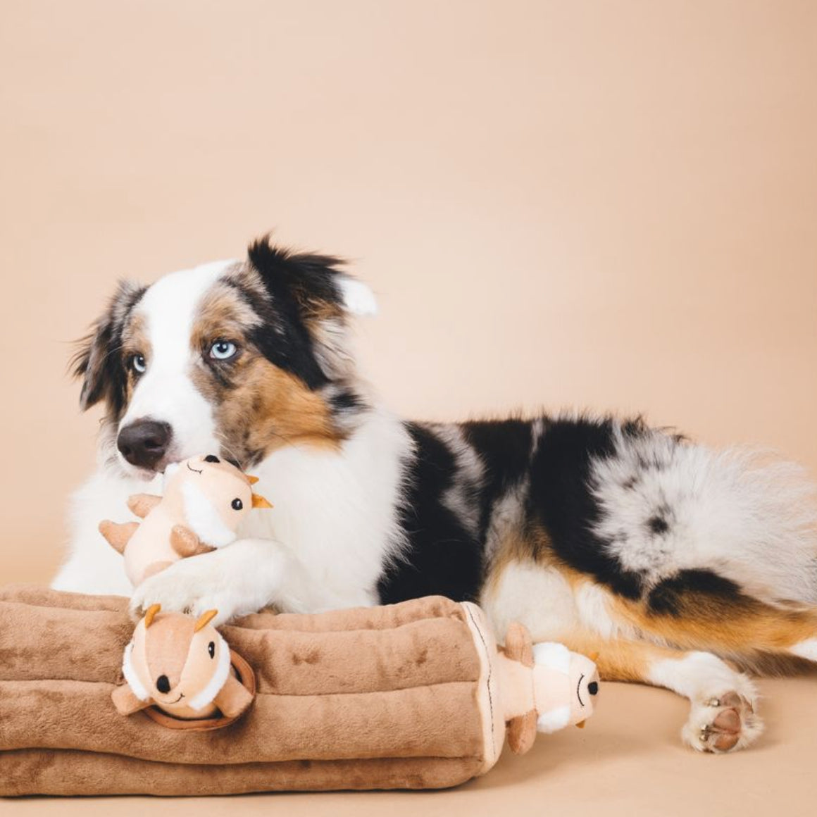 A black, white, and tan dog lies on a beige studio background, resting on a brown cushion and holding a small plush toy.