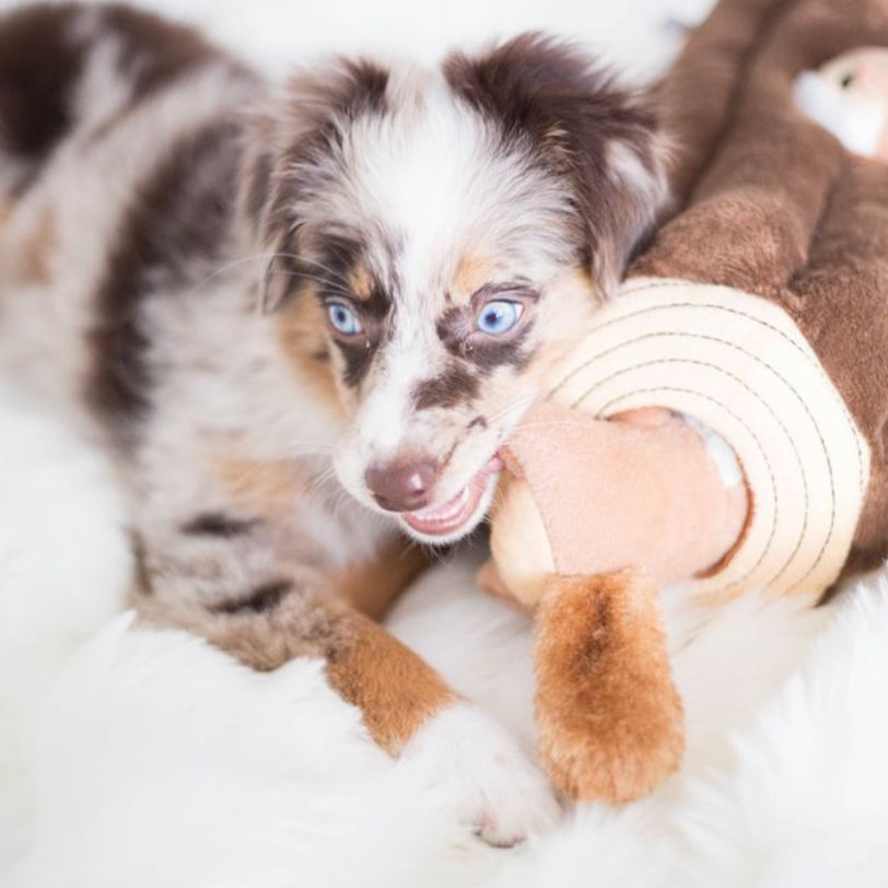 A blue-eyed Australian Shepherd puppy with merle black, white, and tan fur is lying on a white faux fur blanket and playfully biting a brown plush toy with a cream-colored sleeve.