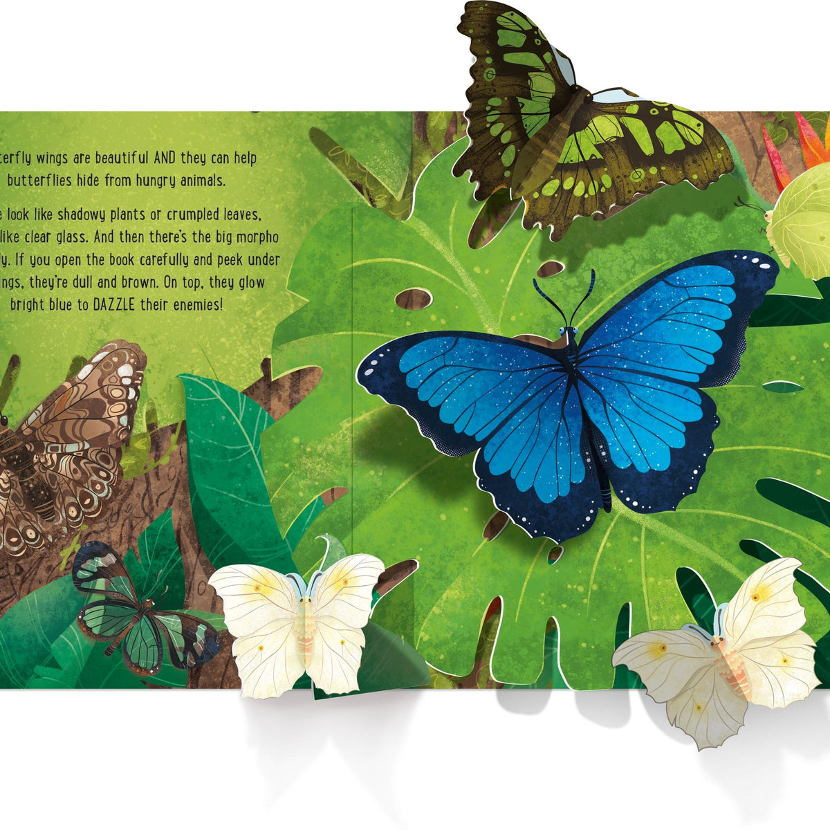 Illustration of butterflies on leaves with text about butterfly behavior.