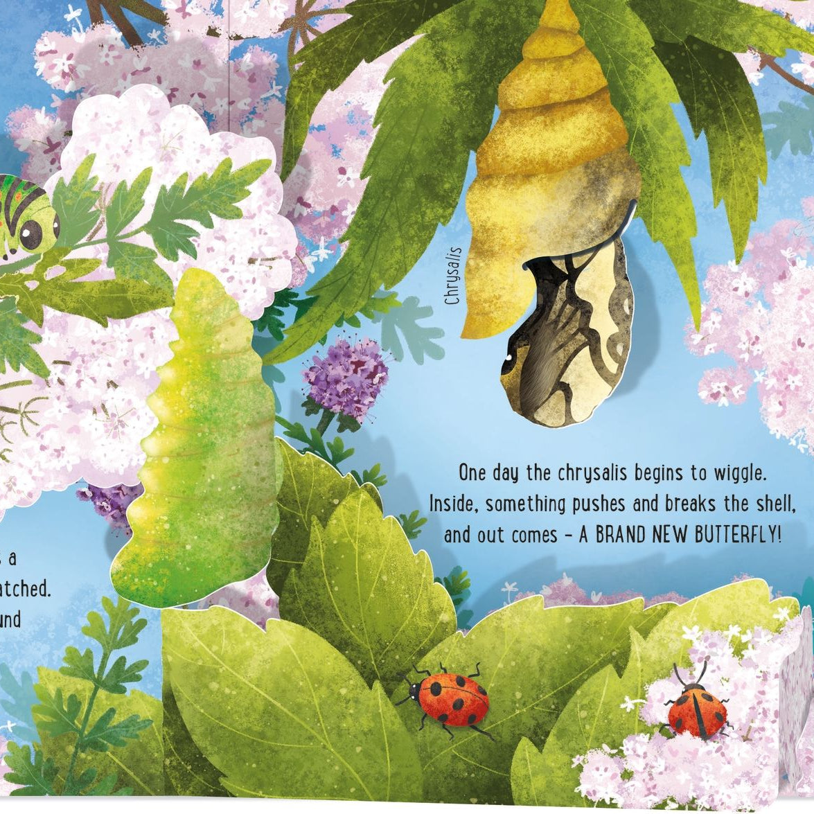 Illustration of a butterfly life cycle with caterpillar, chrysalis, and adult butterfly.