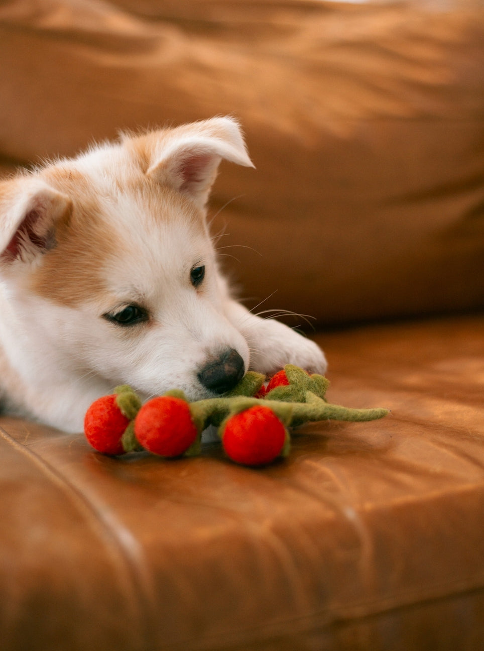 Dog playing with a red and green toy on a brown couch