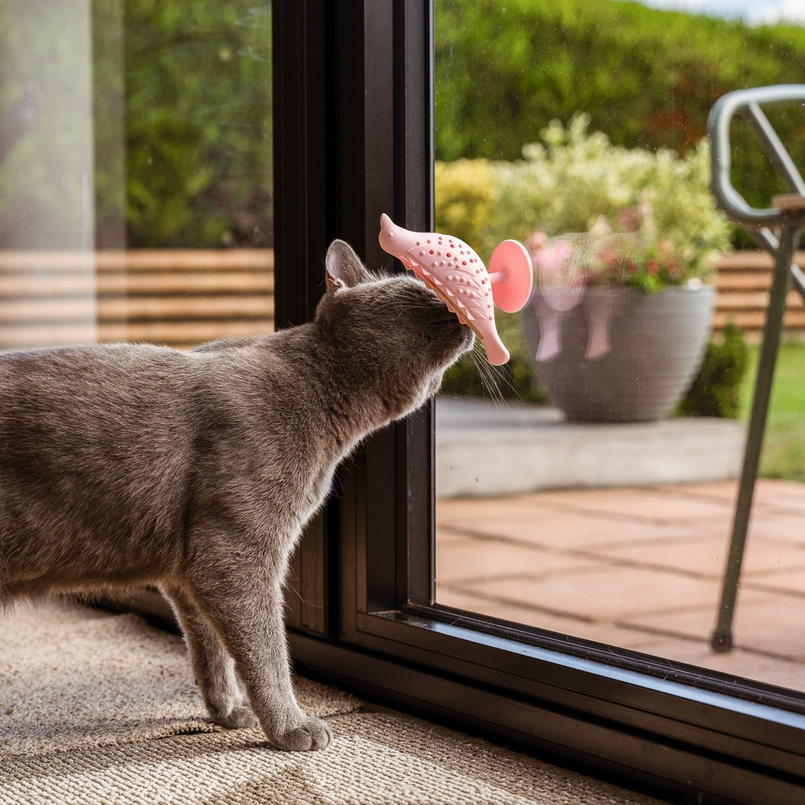 A grey cat sniffing a pink, bird-shaped The Perch & Treat Puzzle Cat Toy by Awoo Pets, which is attached to a glass window with a suction cup.