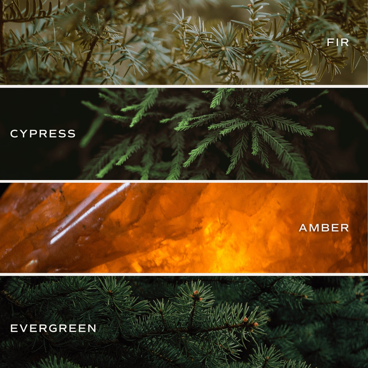 Four horizontal panels showing close-up evergreen foliage and amber-like resin textures, labeled with text 'FIR', 'CYPRESS', 'AMBER', and 'EVERGREEN'.