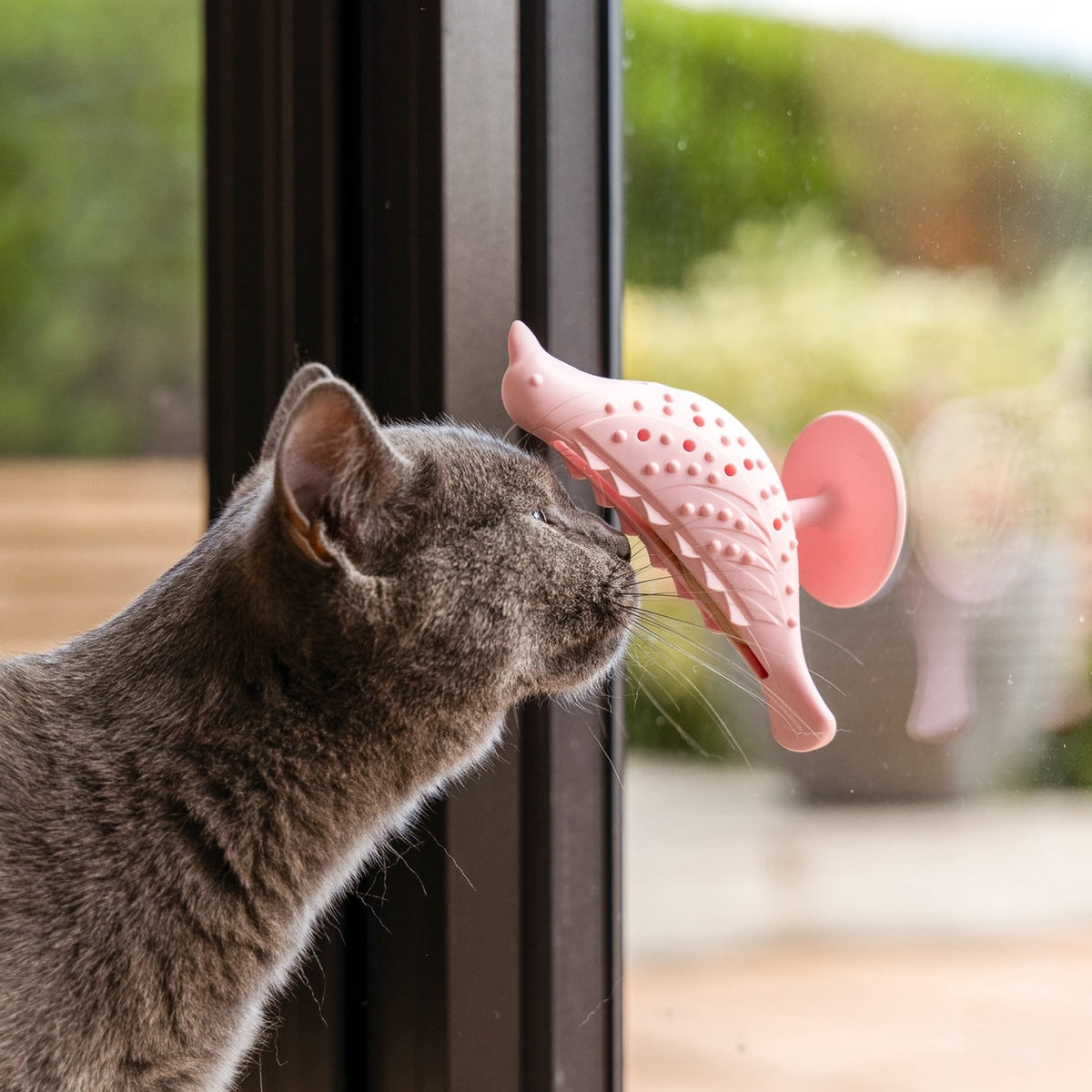A grey cat sniffing a pink, bird-shaped The Perch & Treat Puzzle Cat Toy by Awoo Pets, which is attached to a glass window with a suction cup.