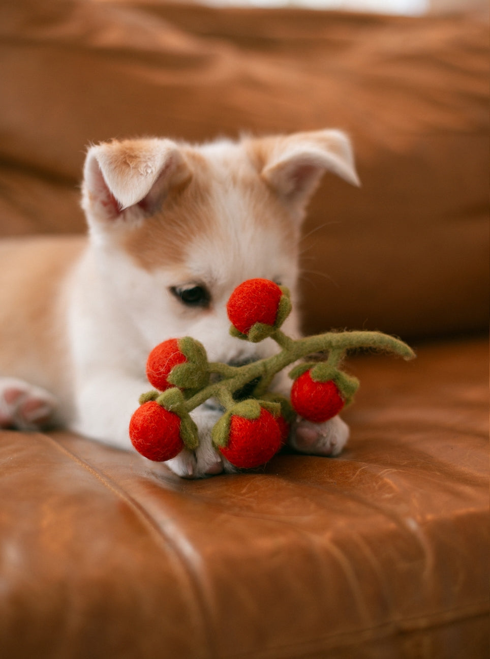 A small white and tan puppy lying on a brown leather couch, holding a felt strawberry toy in its paws.