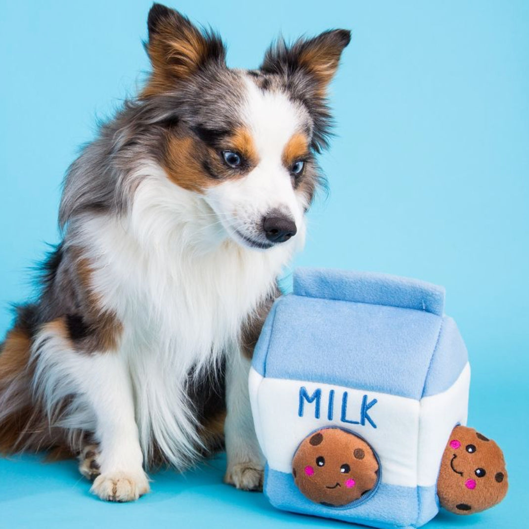 A fluffy tricolor dog sits beside a plush milk carton toy with cookie characters on a bright blue studio background.