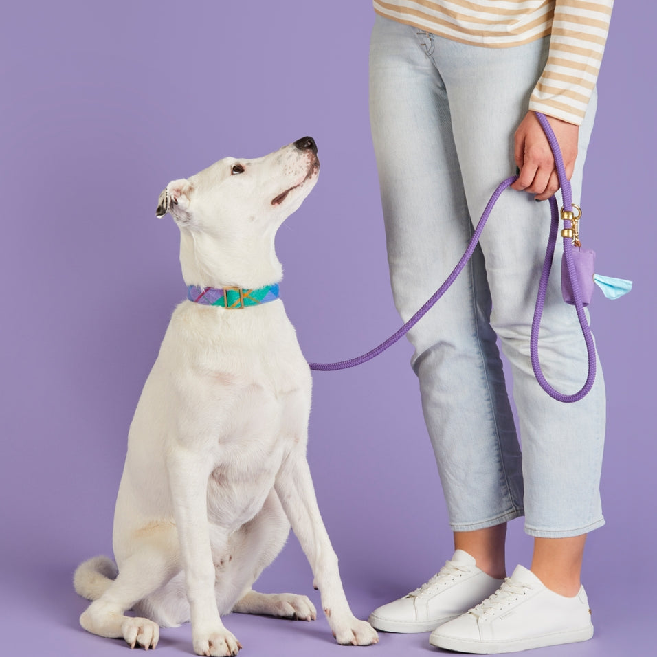 A white dog wearing a colorful patterned collar sits on a lavender studio background while a person in a cream and orange striped long-sleeve top, light blue jeans, and white sneakers holds a purple retractable dog leash with a small tassel.