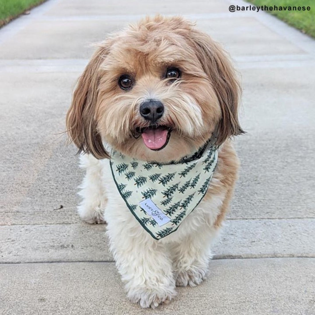The Fraser Bandana - Small by Lucy & Co Pets Lucy & Co