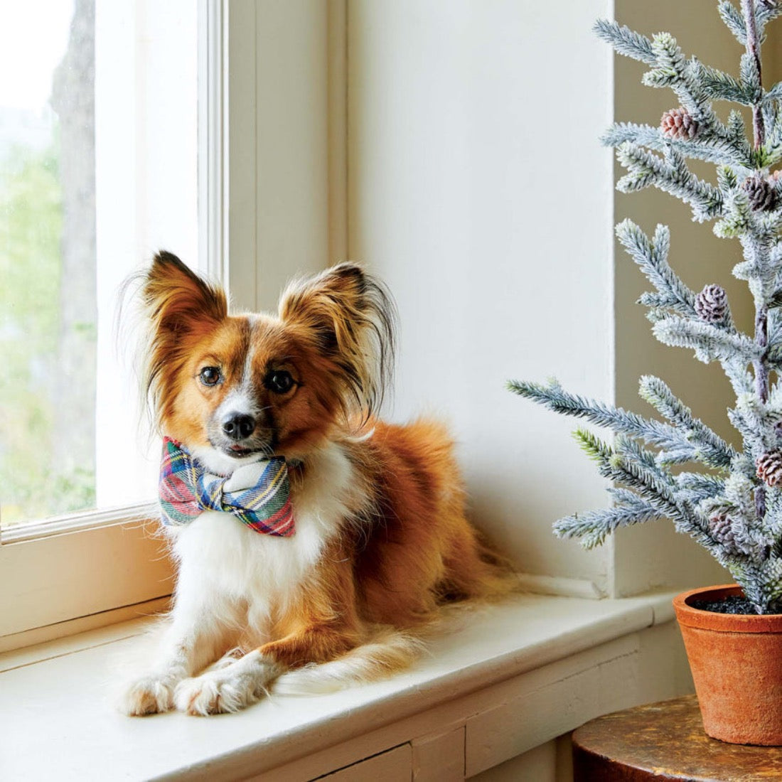 Regent Plaid Flannel Dog Bow Tie by The Foggy Dog Pets The Foggy Dog