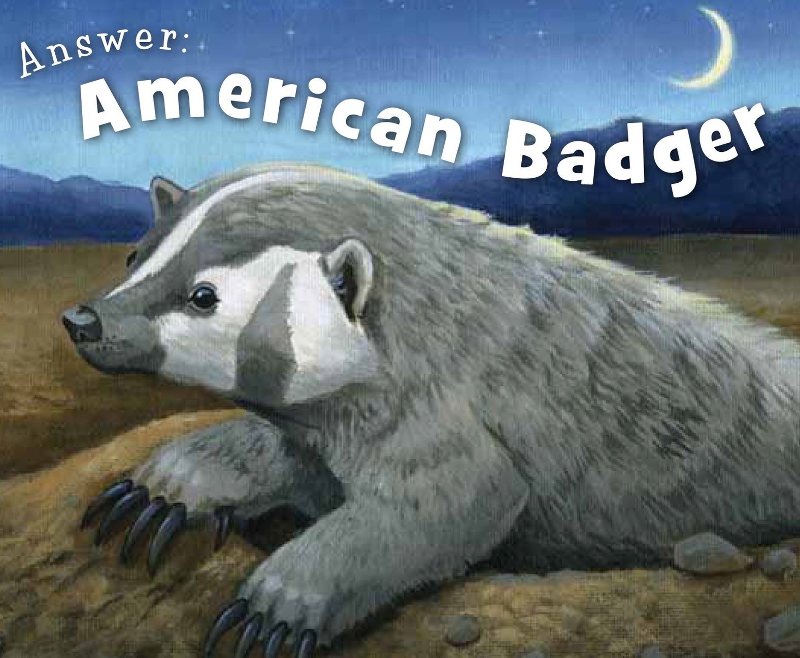 Illustration of an American badger with a night sky and crescent moon in the background.