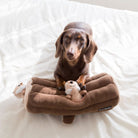 A brown dachshund sits on a plush brown dog bed with a small stuffed toy, placed on white bedding.