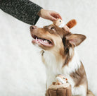 A brown and white dog looks up as a person's hand places a small plush toy on its head, with the dog holding a matching plush toy in its mouth. The background is a soft, textured off-white studio backdrop.
