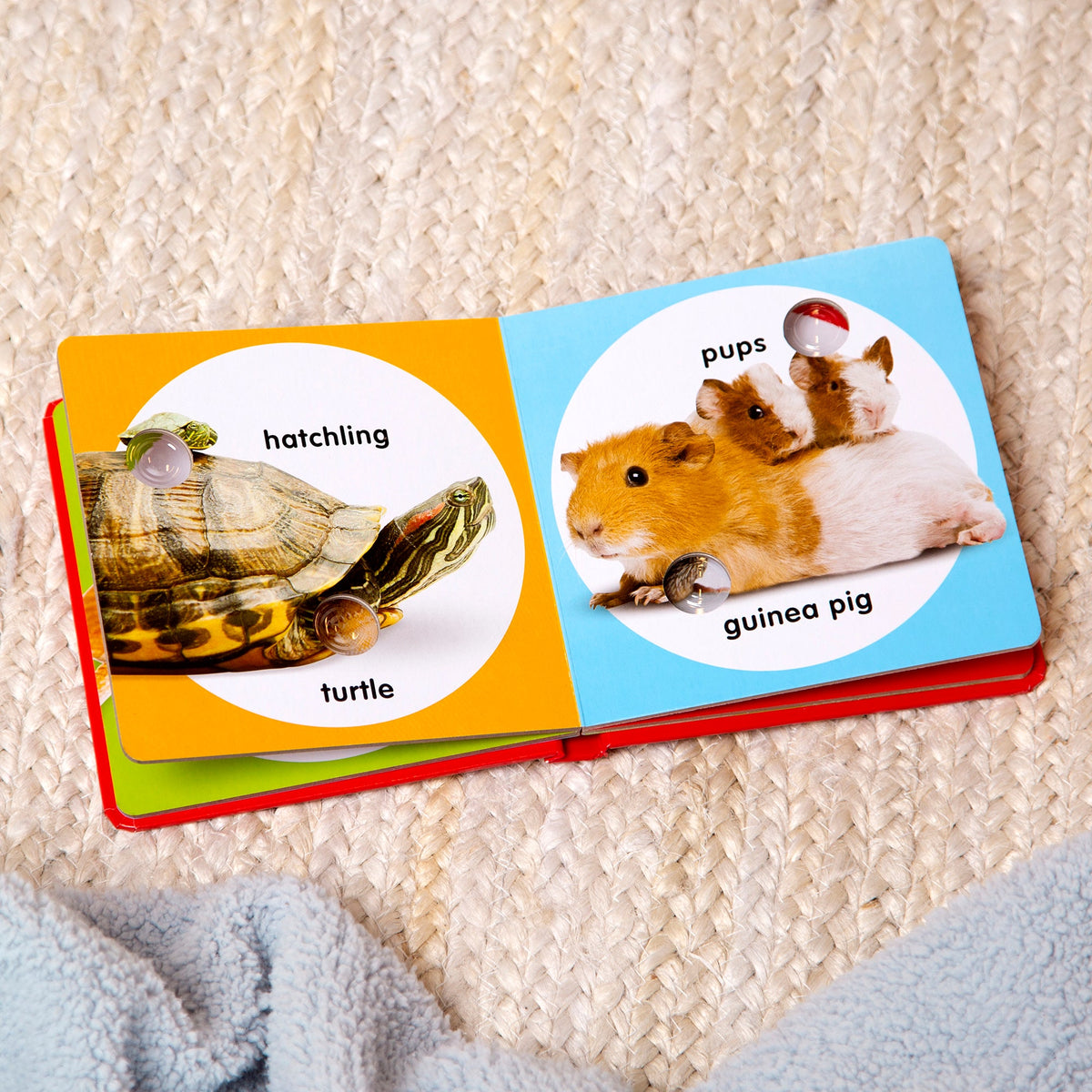 Educational book with animal illustrations and labels on a textured surface