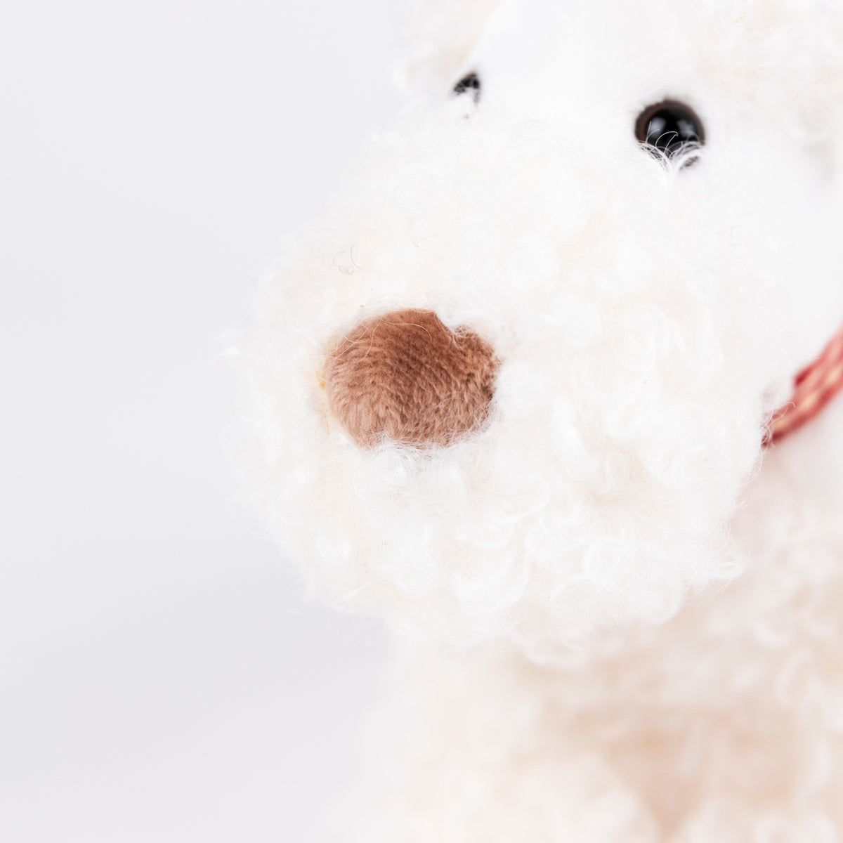 Close-up of a white dog's face with a blurred background