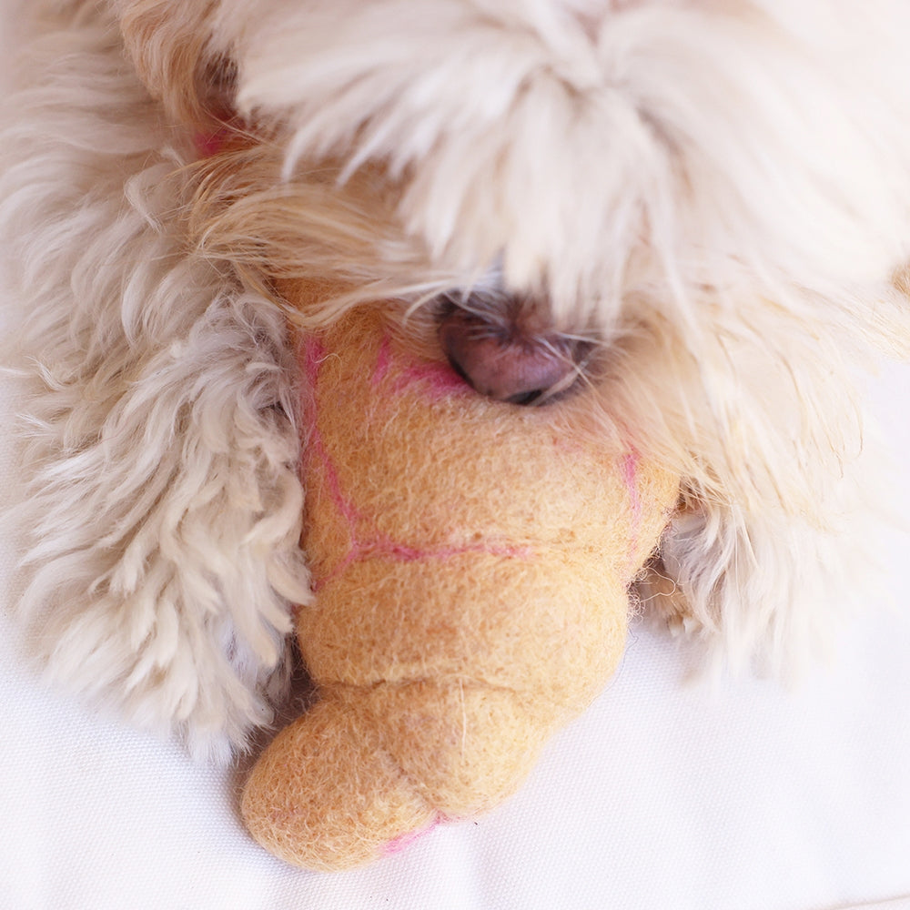 Dog with a paw toy on a white background