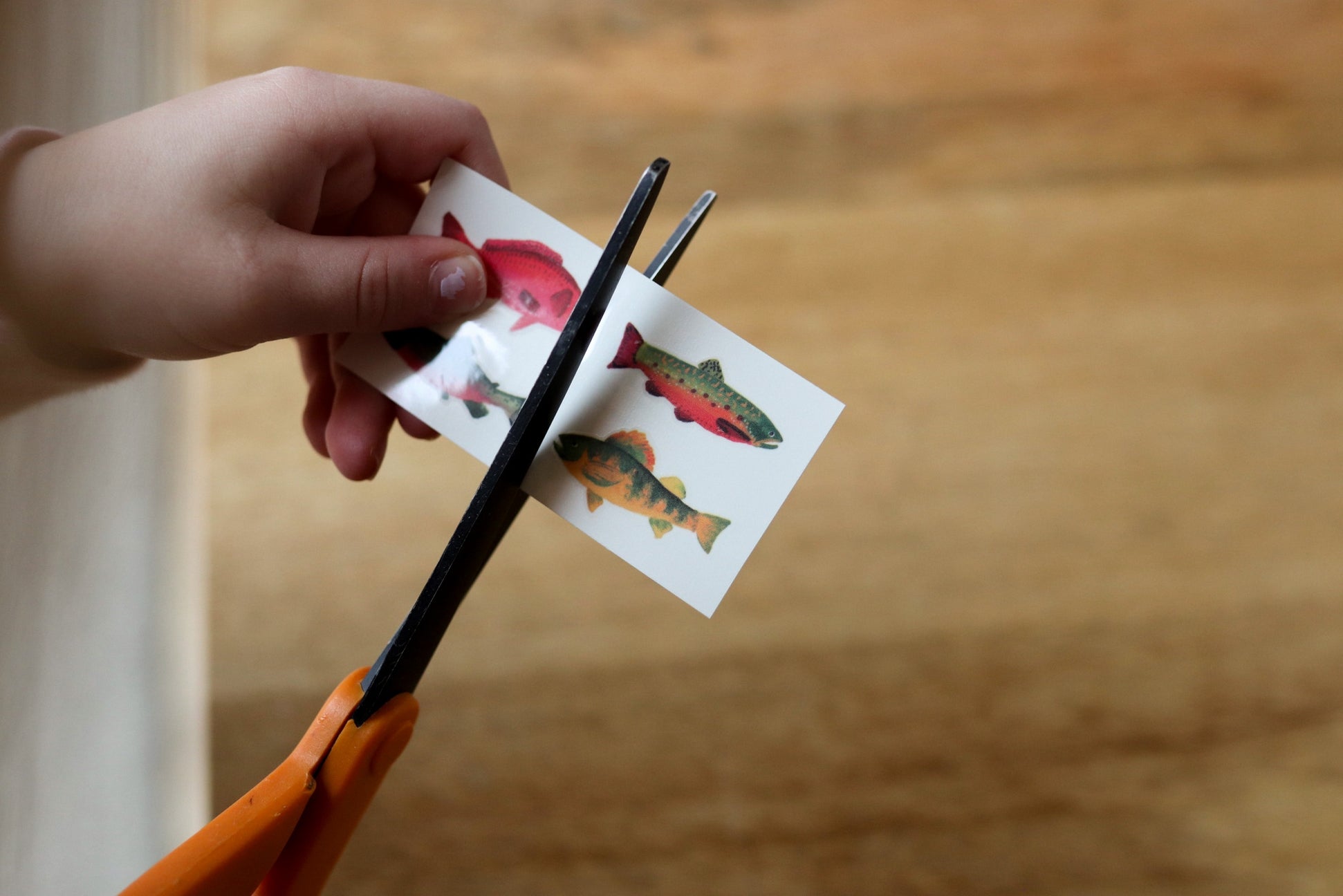 Hand cutting out fish illustrations from a sheet with scissors on a wooden surface