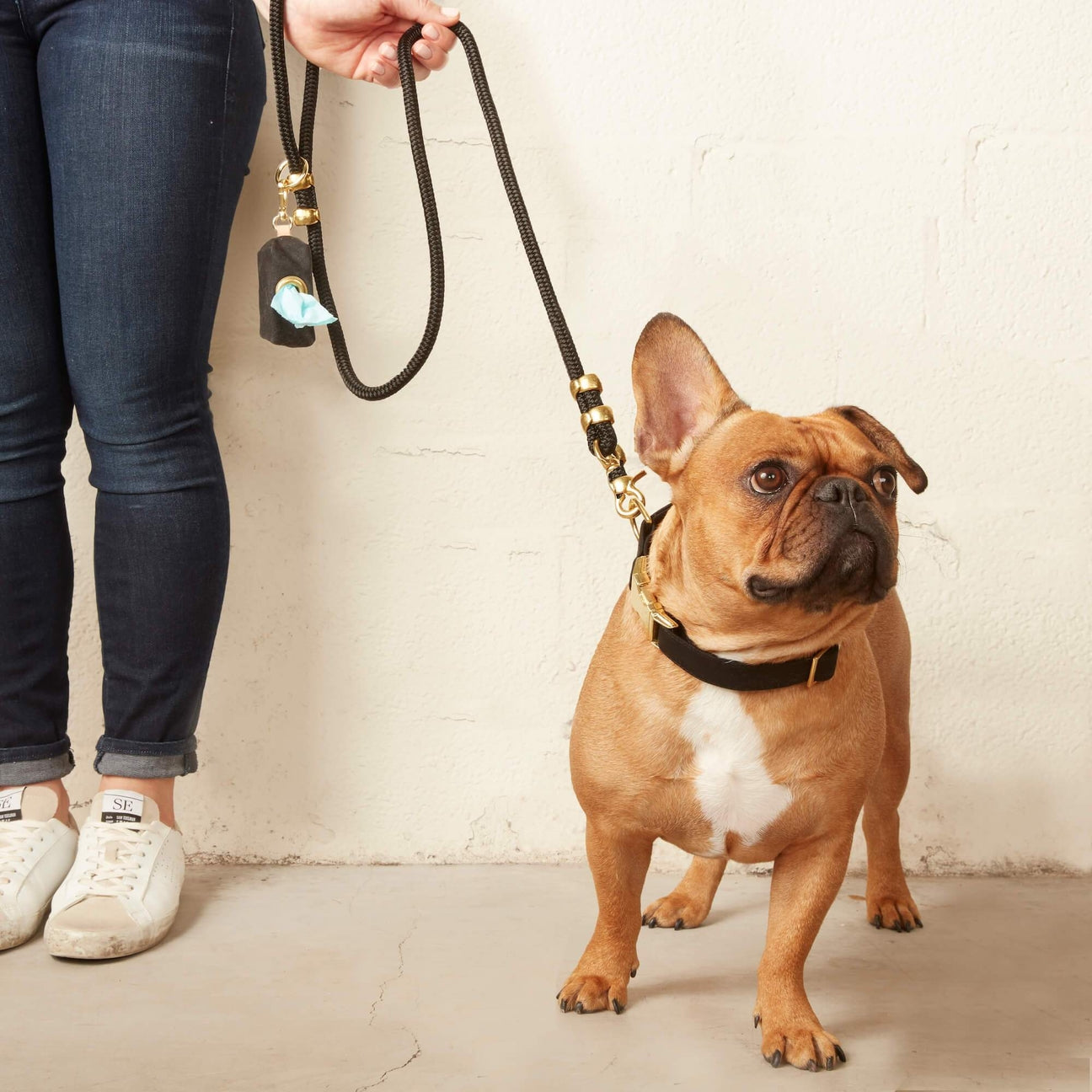Dog on a leash held by a person against a plain background