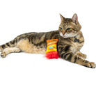 Cat playing with a toy on a white background