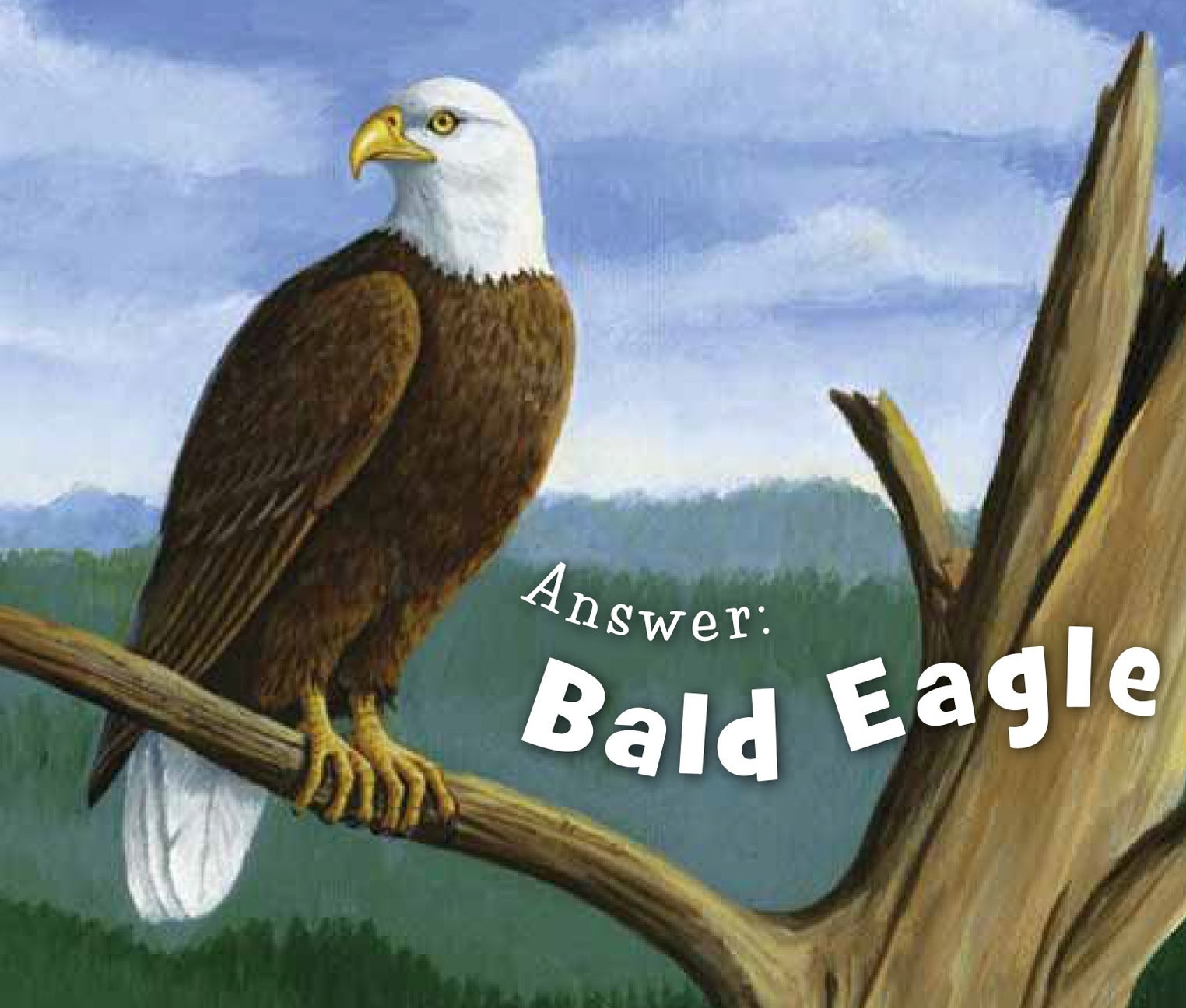 Bald eagle perched on a branch with a scenic background