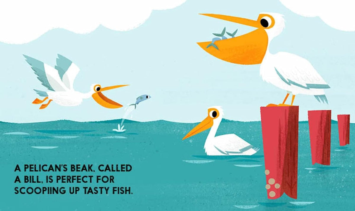 Illustration of pelicans in water with text about their beaks.