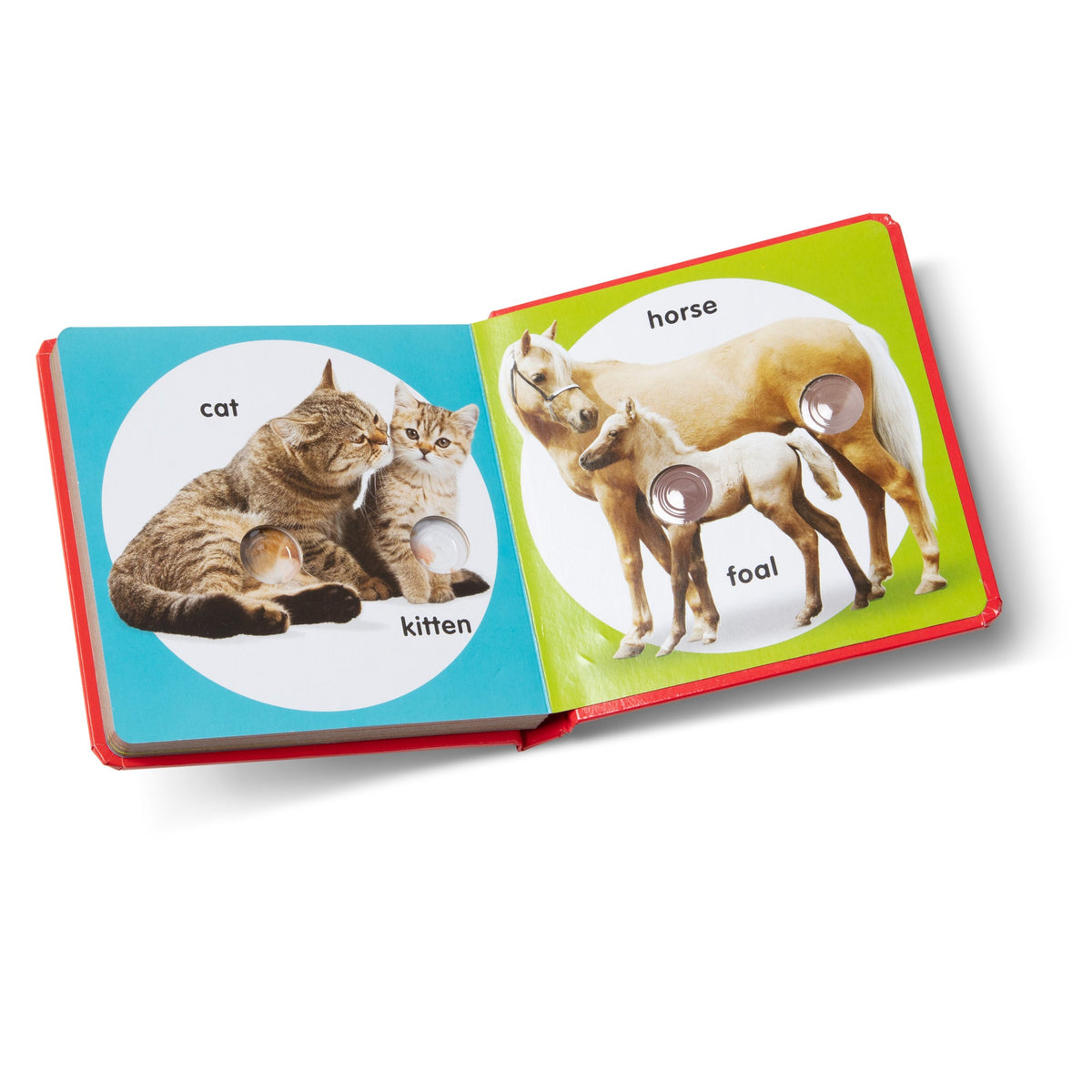Children's book with animal illustrations and labels on a white background