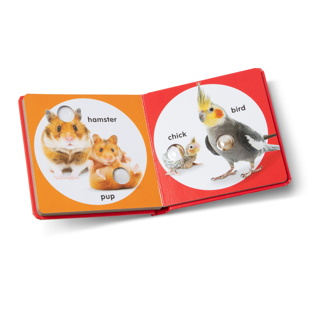 Children's book with animal illustrations and labels on a white background