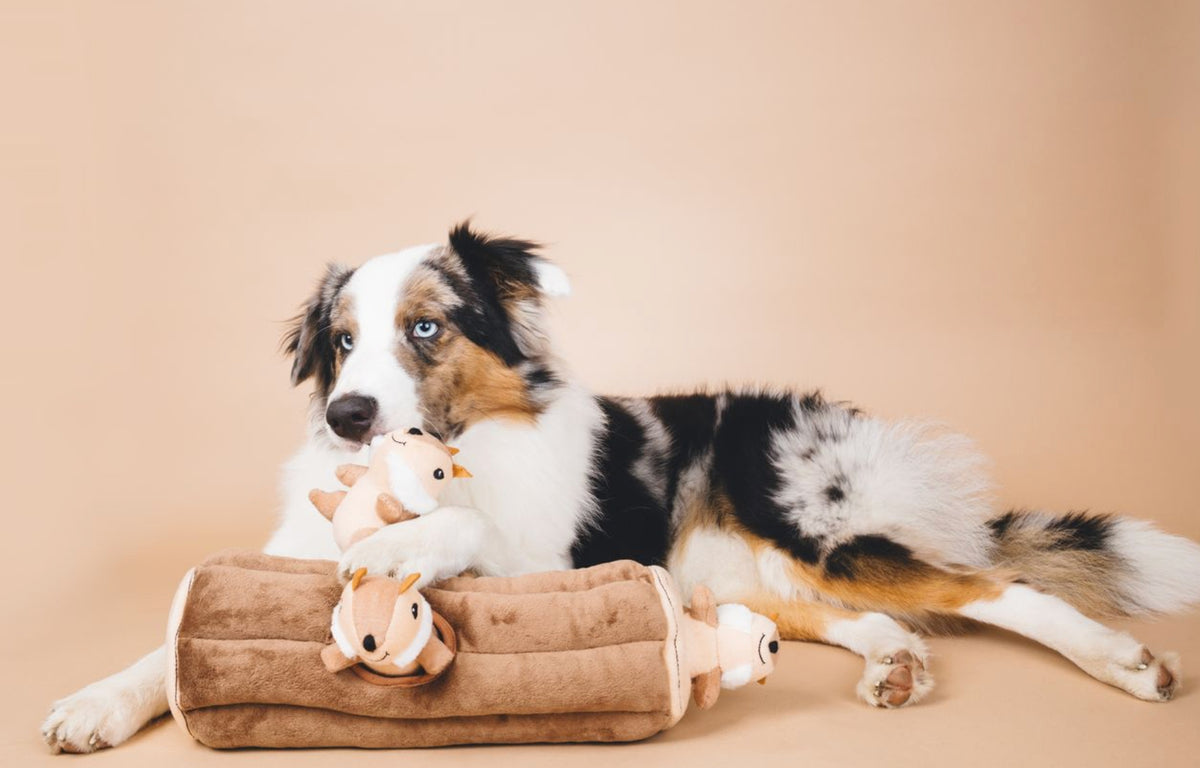 A black, white, and tan dog lies on a beige studio background, resting on a brown cushion and holding a small plush toy.