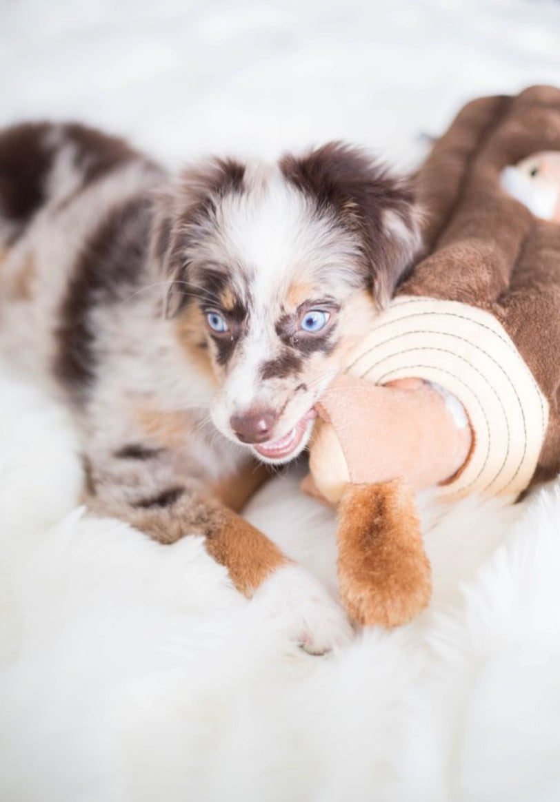 A blue-eyed Australian Shepherd puppy with merle black, white, and tan fur is lying on a white faux fur blanket and playfully biting a brown plush toy with a cream-colored sleeve.
