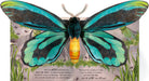 Illustration of a butterfly with detailed wings and body on a grassy background