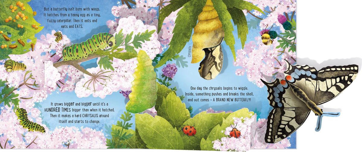 Illustration of a butterfly life cycle with caterpillar, chrysalis, and adult butterfly.