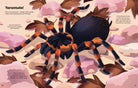 Illustration of a tarantula on a rocky surface with educational text about the spider.