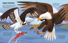 A printed educational page showing two large birds of prey in a mountain-and-water scene, with text headings and descriptive captions. The artwork depicts an osprey and a bald eagle hunting fish, likely salmon, with one bird catching a red fish in the water.