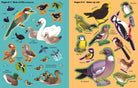 A children's educational bird poster or book spread showing illustrated birds with labels. The left panel has a turquoise background and shows ducks, swans, birds, and other water birds.