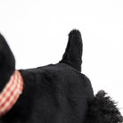 Close-up of a black dog's ear and part of its body on a white background