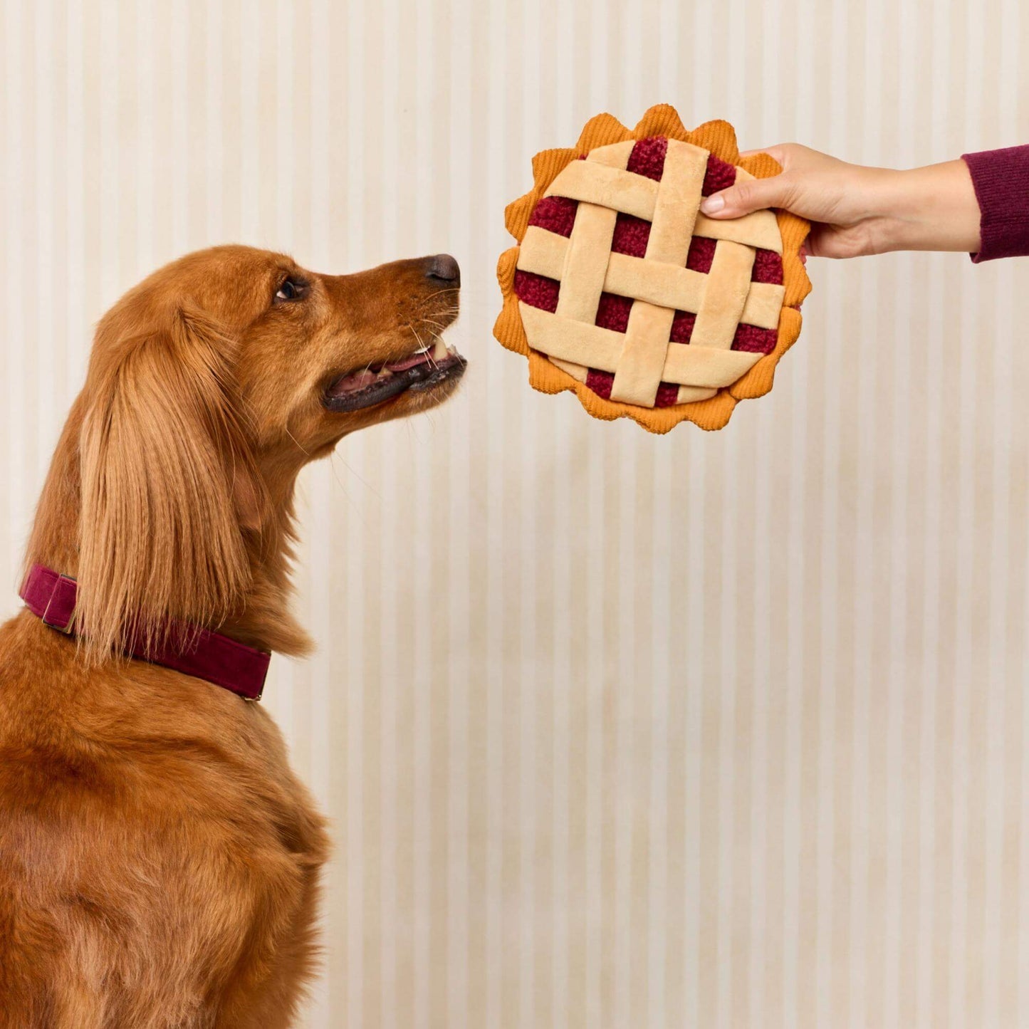 A golden retriever dog wearing a burgundy collar looks up at a person's hand holding a plush dog toy shaped like a lattice-topped pie, set against a beige vertically-striped background.