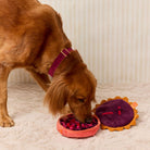 A golden retriever dog wearing a purple collar eats from a pink bowl while a purple and yellow dog toy sits beside it on a cream-colored textured rug.