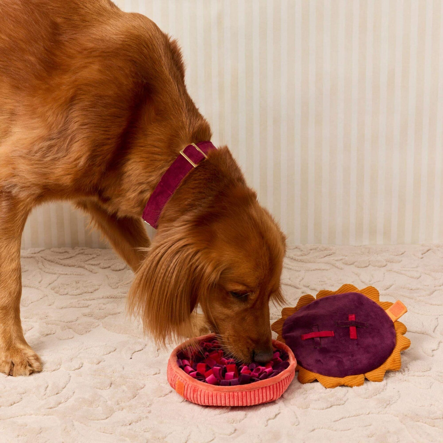 A golden retriever dog wearing a purple collar eats from a pink bowl while a purple and yellow dog toy sits beside it on a cream-colored textured rug.