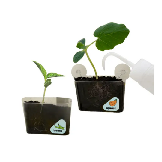 DIY Window Garden Kit for Kids by KiwiCo