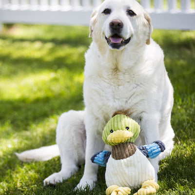 Dilly Duck Knottie Plush Dog Toy by Hugglehounds