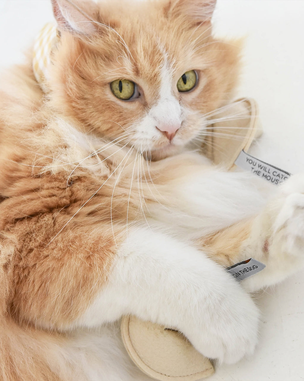 Orange and white cat with a toy mouse on a white background