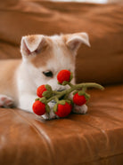 A small white and tan puppy lying on a brown leather couch, holding a felt strawberry toy in its paws.