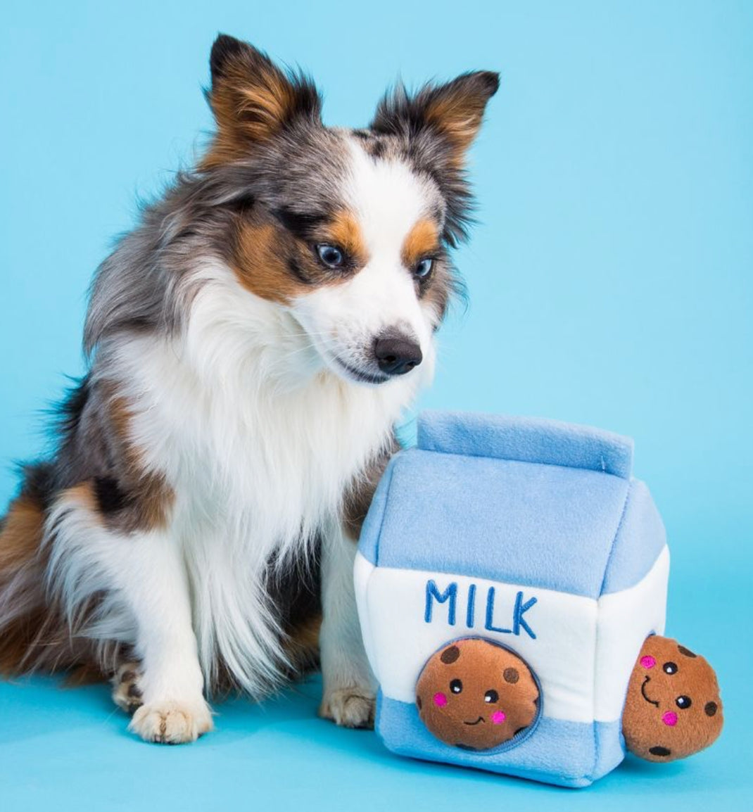 A fluffy tricolor dog sits beside a plush milk carton toy with cookie characters on a bright blue studio background.