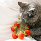Gray cat playing with a red and green cat toy on a white surface